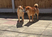 Exceptional puppis arę waiting for their news home