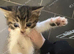 Two beautiful cats ready for their new homeGirls