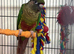 Conure pair