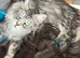 Large Maine coon kittens