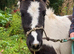 Shetland x Dartmoor