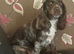 COCKER SPANIEL BITCH FOR SALE