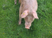 3x pigs for new homes