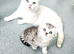 British shorthair kittens