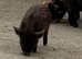 Kune kune piglets for sale