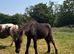 2026 Filly to make 10.2hh