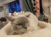Female british shorthair 2 yers old