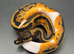 Hatchling Ball/Royal pythons