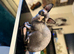 Sphynx proven stud only not sale