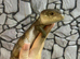 Merauke Blue Tongue Skink (poss) at Birmingham Reptiles.