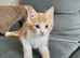Playful kittens