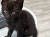 Gorgeous 9 week old Maine Coon Cross Kittens Ready Now