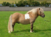 Registered standard shetland