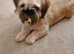 Shih tzu x frenchie