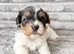 Beautiful Biewer Terriers