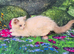 GCCF Registered Ragdoll Kittens