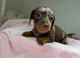 Miniature dachshund puppies