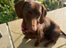 Rehome female