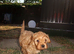 Gorgeous Cavapoo puppies 1 boy hereditary health tested clear. Ready now
