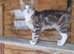 Grey tabby