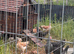 LF Wheaton Maran and cuckoo Maran pullets for sale