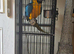 Blue and gold macaw