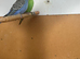 Budgies