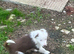 Border collie puppies