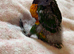 Hand-Reared Rainbow Lorikeets