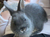 Blue Otter Netherland Dwarf