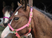 Kiki coming 2 Welsh c pony wpcs passported