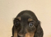 Kc reg. Only 2 left Petite size long haired dachshund puppies highly dna tested parents low coefficient %