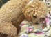 Toy poodle