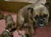 Rare breed English bull chow
