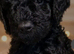 TOY MALE COCKAPOO PUPPY