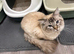 Male Ragdoll