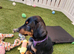 Beautiful healthy  European Doberman puppies looking for loving forever homes.