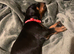 Royal KC Doberman puppies