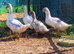 ***EDITED*** Swedish Ducks 2026 hatch
