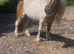 Ride and drive miniature Shetland gelding