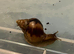 Giant African Land Snail (wild type colour)