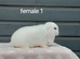 Beautiful female mini lops