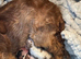 STUNNING KC Show-type cocker spaniel