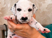 Last Dalmatian Girl