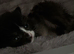 Last remaining kitten