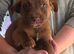 Staff x lab puppies ready to go