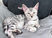 Blue bengal kitten boy