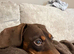 Make dachshund