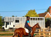 Very Smart Filly