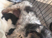 2 handsome boy shihtzus
